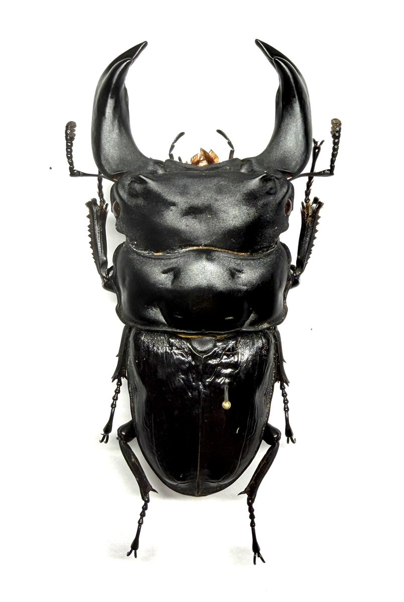tai646's tweet photo. Dorcus hopei hopei

ホペイオオクワガタ 北峰産
CBF2 77.3mm
顎7.0-頭29.0-胸29.7

ホペイ初心者だが、手元に残った個体の中では良個体だと感じる。
#ホペイ #ホペイオオクワガタ #Dorcus #北峰 https://t.co/ppRetkdmyG