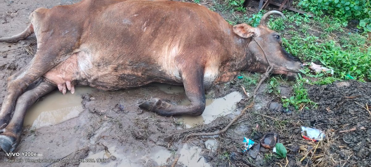 HORROR STRIKES TN AGAIN! ANIMAL HATERS ARE A BANE TO THE PLANET!

Yesterday, in Chengalpattu, an animal hater poisoned the water that had been kept out for cows, goats, and dogs to drink. TOTALLY, 26 CROSSBRED COWS, 10 CALVES, 46 GOATS (25 + 21), 53 SHEEP, 21 COWS, AND 3 STREET