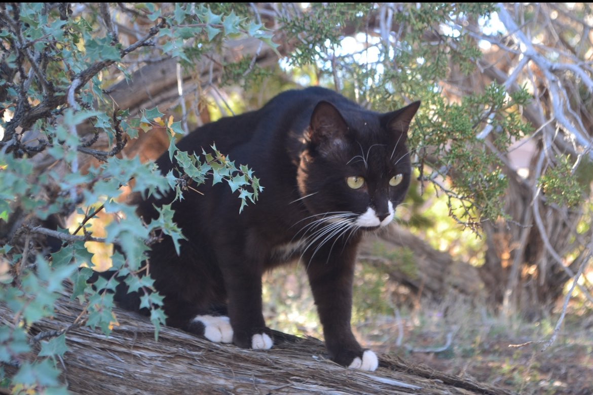 puppiandburma's tweet photo. #cats #adventurecat #Love #caturday #desert #utah #peace #Jesus https://t.co/C1vn8Oi65s