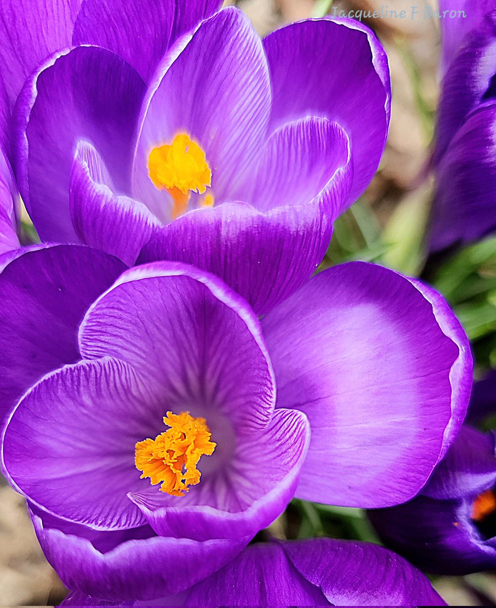 Jacqueline F Baron tweet media