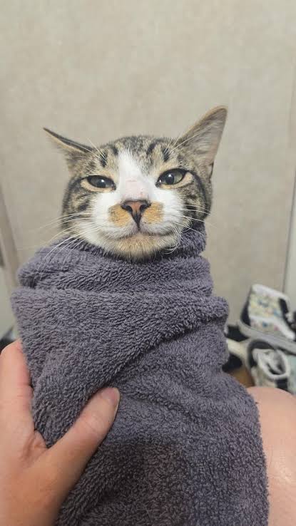 the dastardly thief has been captured... he doesnt seem to mind it though... what a sick and twisted individual