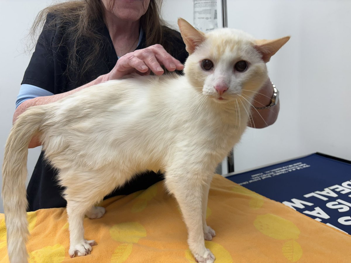 Ganymede tweet media