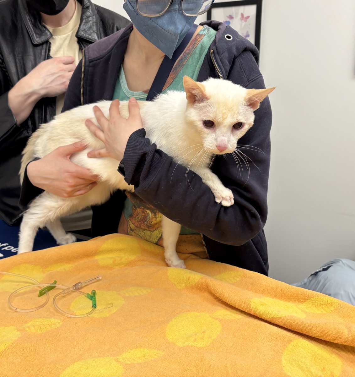 Ganymede tweet media