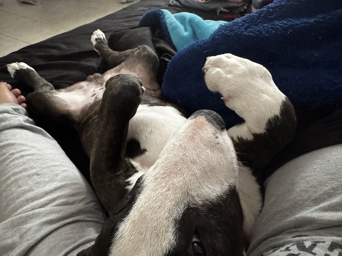 Hace 6 meses se fue mi Wagner 
Hoy volvieron de alguna manera mis sábados de descanso con un perrito en brazos

No es sustituir el amor de mi Wagner, solo digo que qué bien le hace a mi corazoncito este sentimiento de compañía.