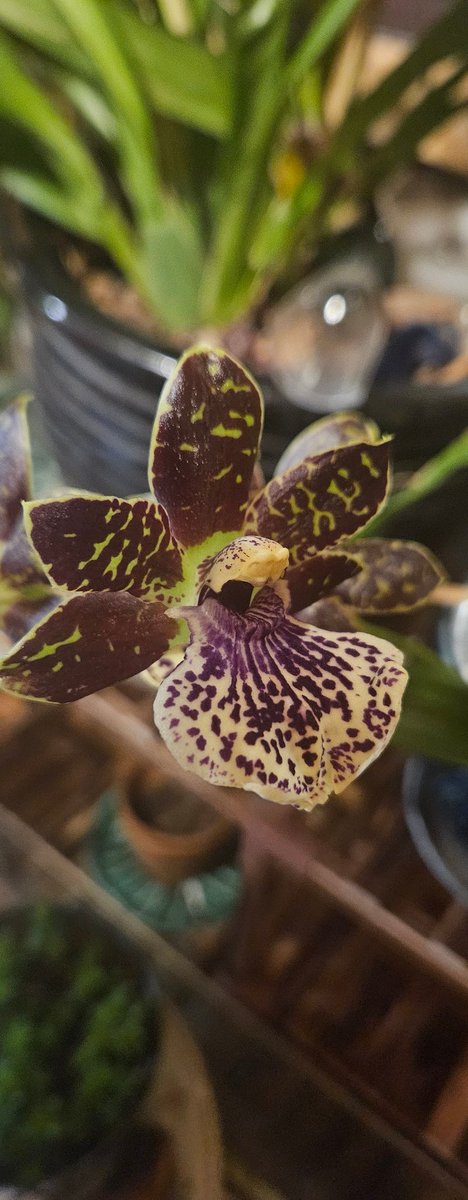 LunaRaven7 tweet media