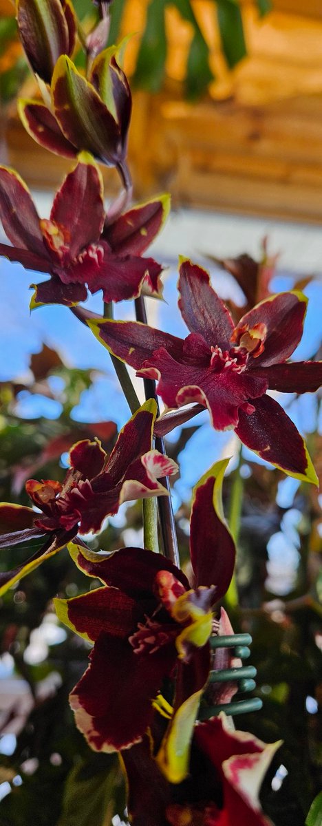 LunaRaven7 tweet media