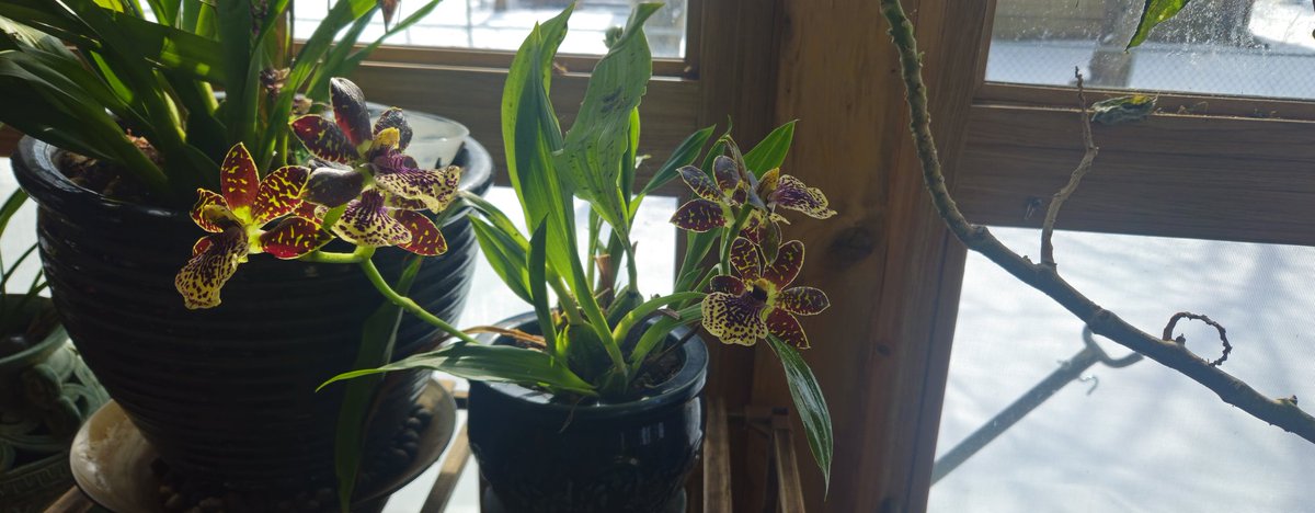 LunaRaven7 tweet media