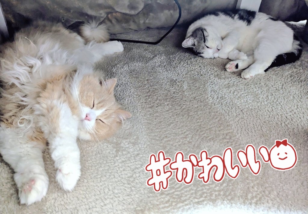 2匹ともコタツの中でゴロゴロ(ΦωΦ) #猫の日