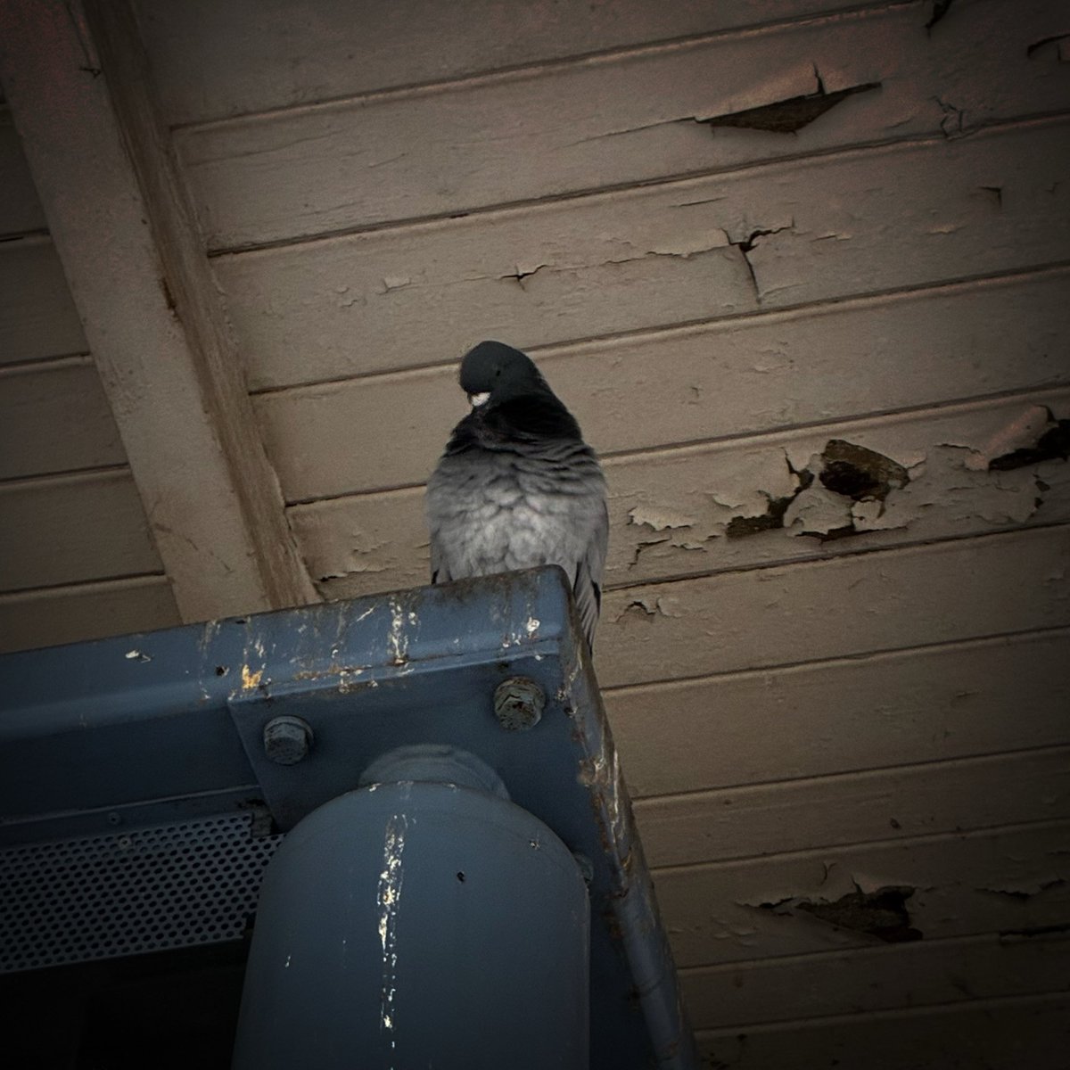 Wie ich eure Tweets lese