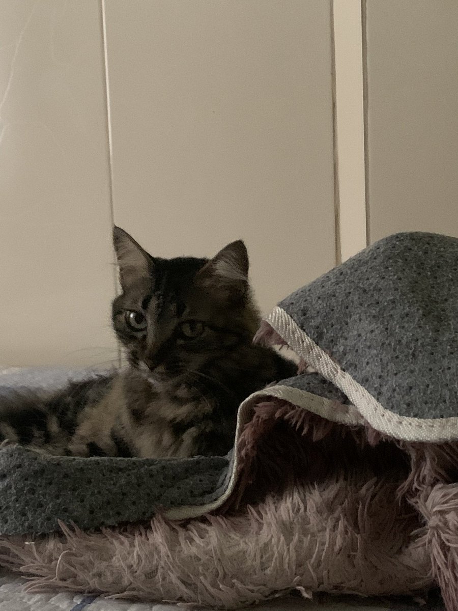 toddytedio's tweet photo. para os amantes de gatos https://t.co/9SXSauL6i5