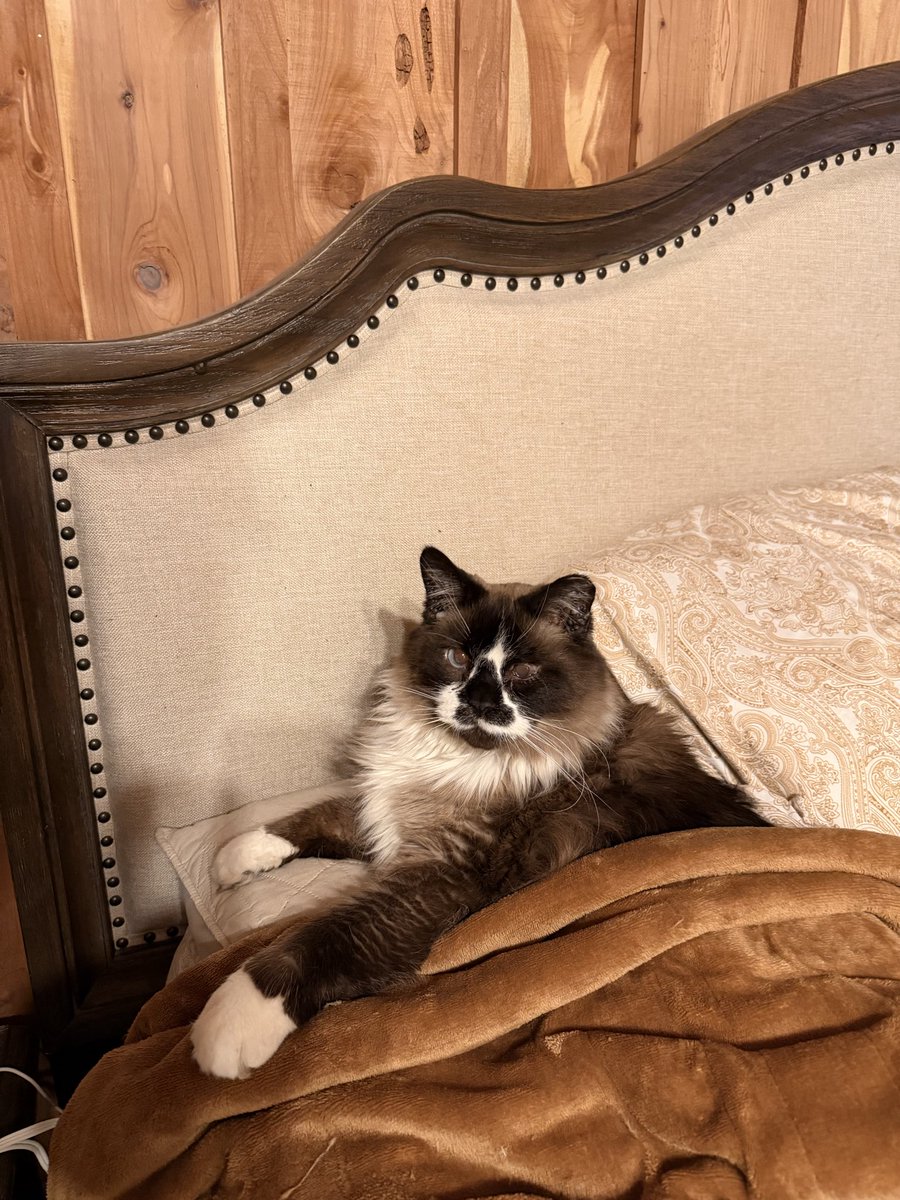 Rhonda Joodi tweet media