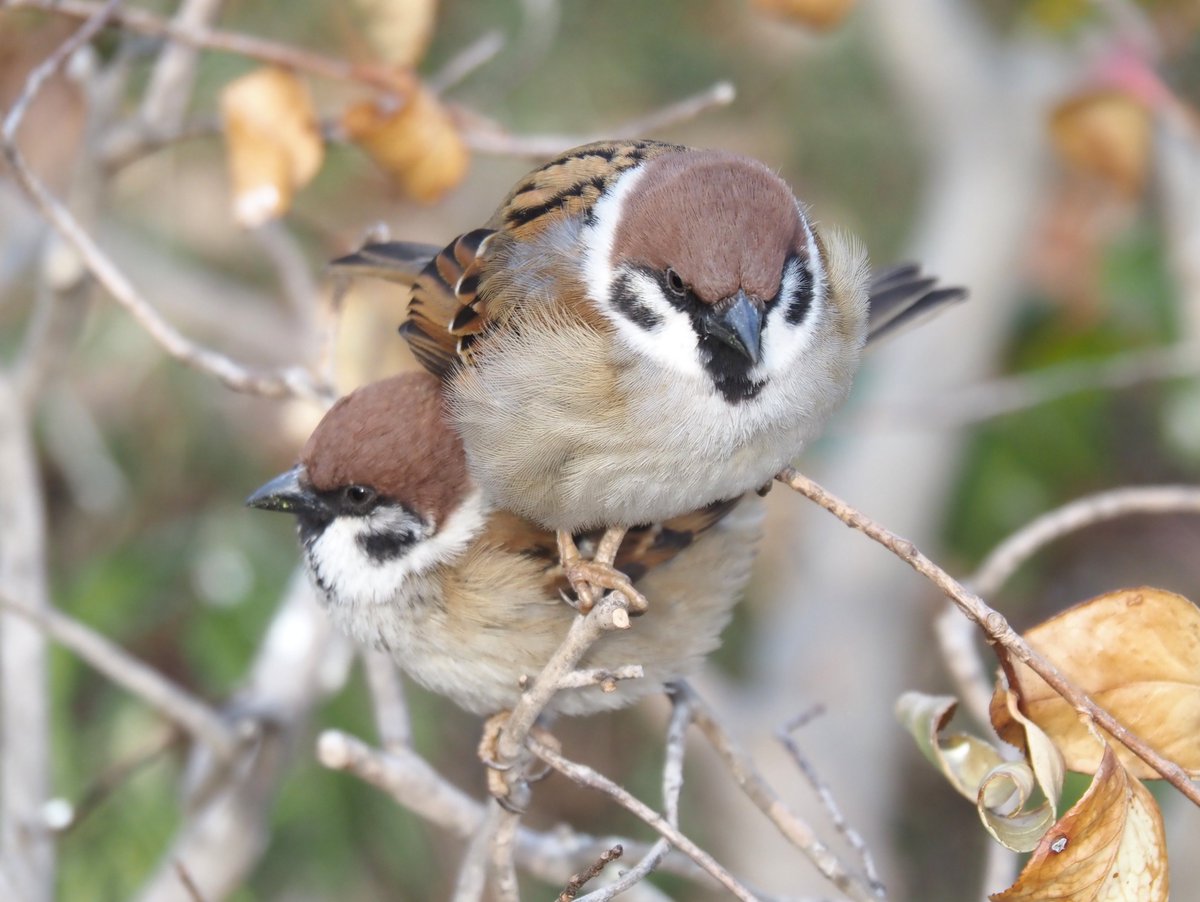 ちゅんちゅん (@chunchu0803) / Posts / X