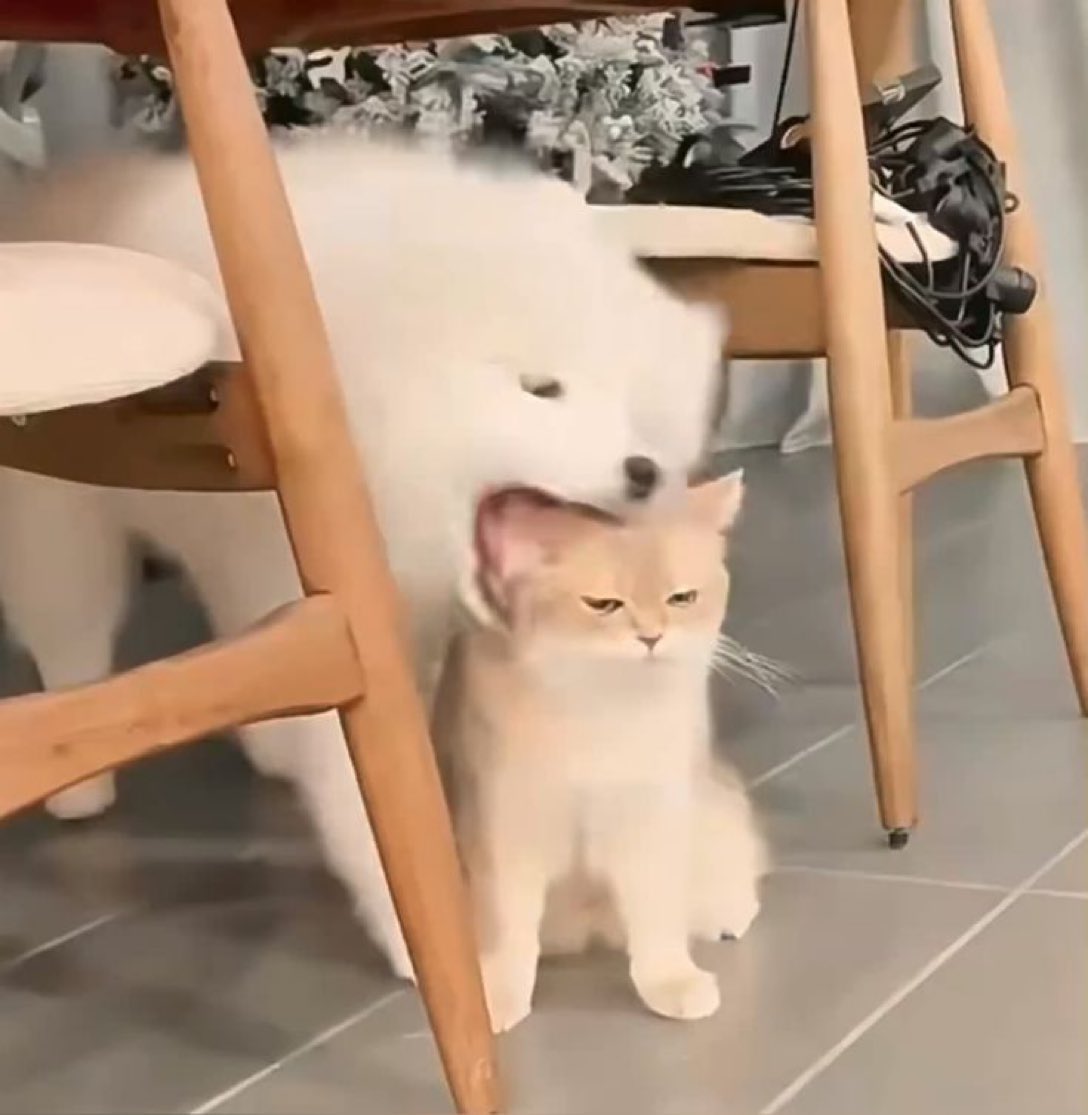 𝒏𝒙𝒐𝒇𝒊𝒅𐙚 (@puregenki) on Twitter photo 