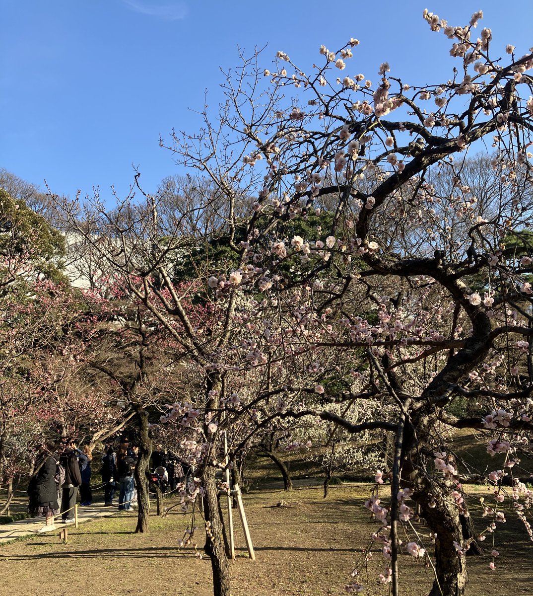 梅が見頃に✨
花粉は困るけど暖かくなると嬉しい☺️