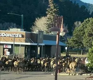 Deer in Places they Shouldn't Be tweet media