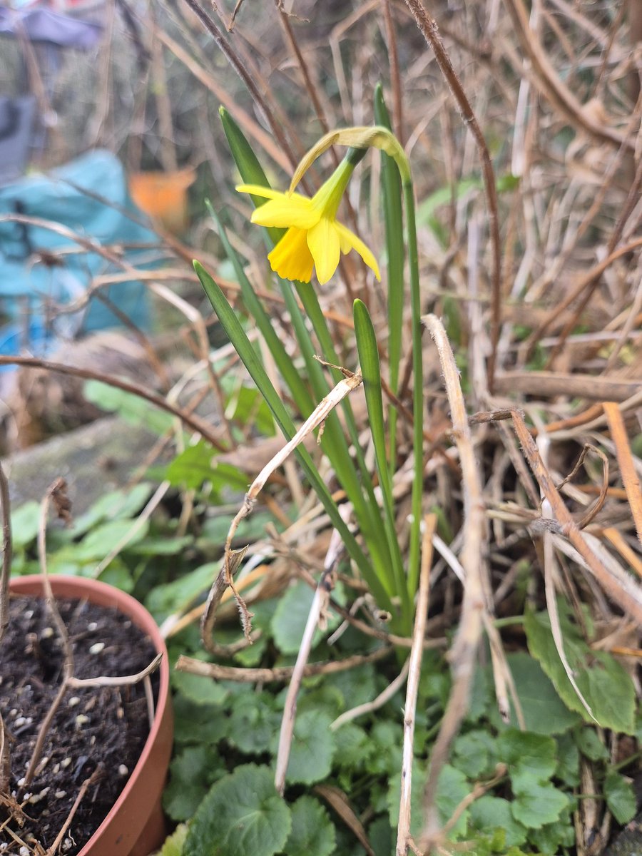 Happy #Caturday <a href="/reinosoj2/">Javier Reinoso</a> and 🌍🌏🌎 friends.  Spring has appeared in parts of the garden🌻💐🌹. I always feel more optimistic when this happens. Wishing you a very happy week ahead and hoping, especially, that supplies can be afforded at <a href="/reinosoj2/">Javier Reinoso</a> sanctuary 🥰