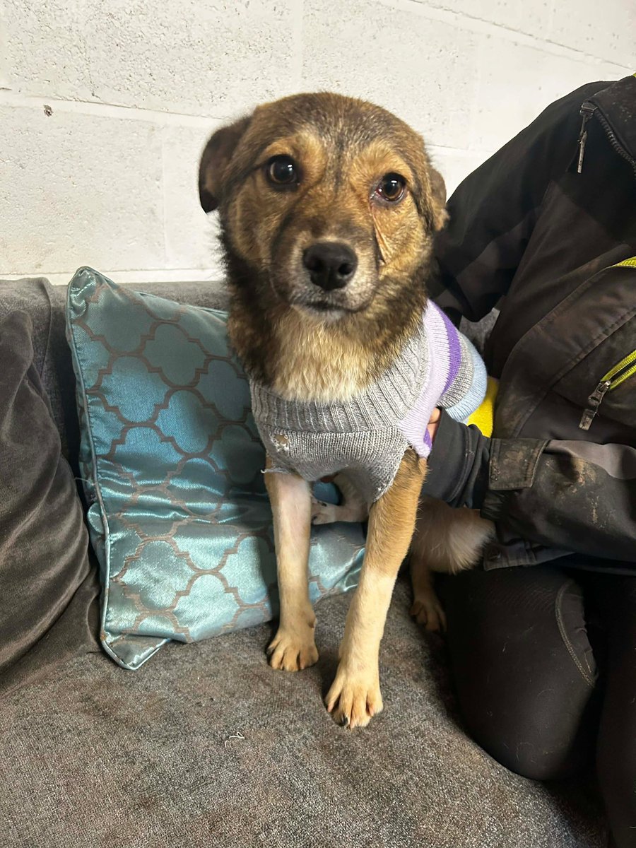 Cheshire kennels 🐾

I'm Lala and I'm 5 months old! ❤️
I'm small, gentle and bursting with love to give!
Plus, I'm a total fashionista! Look at me in my stylish jumper! 🧥

I can happily live with dogs, cats and kids 8+! 

Apply: pawprints2freedom.co.uk/apply-to-adopt…