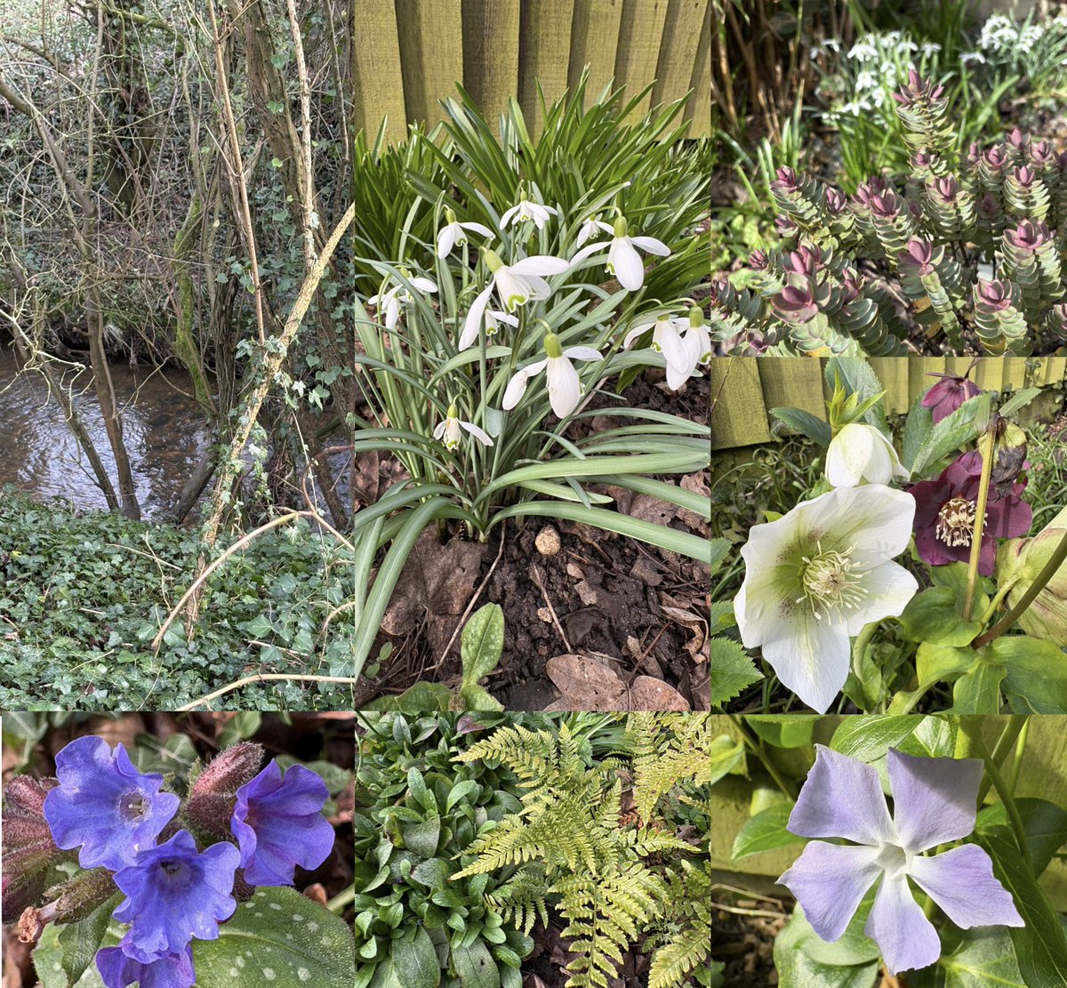 Sarahflowers50's tweet image. Good afternoon. My little woodland area is starting to come along, these photos taken this afternoon. Lots of forget me nots to come in the next few weeks and ferns. So happy to see water levels have dropped in the brook at the side of my house. #GardeningX #springiscoming