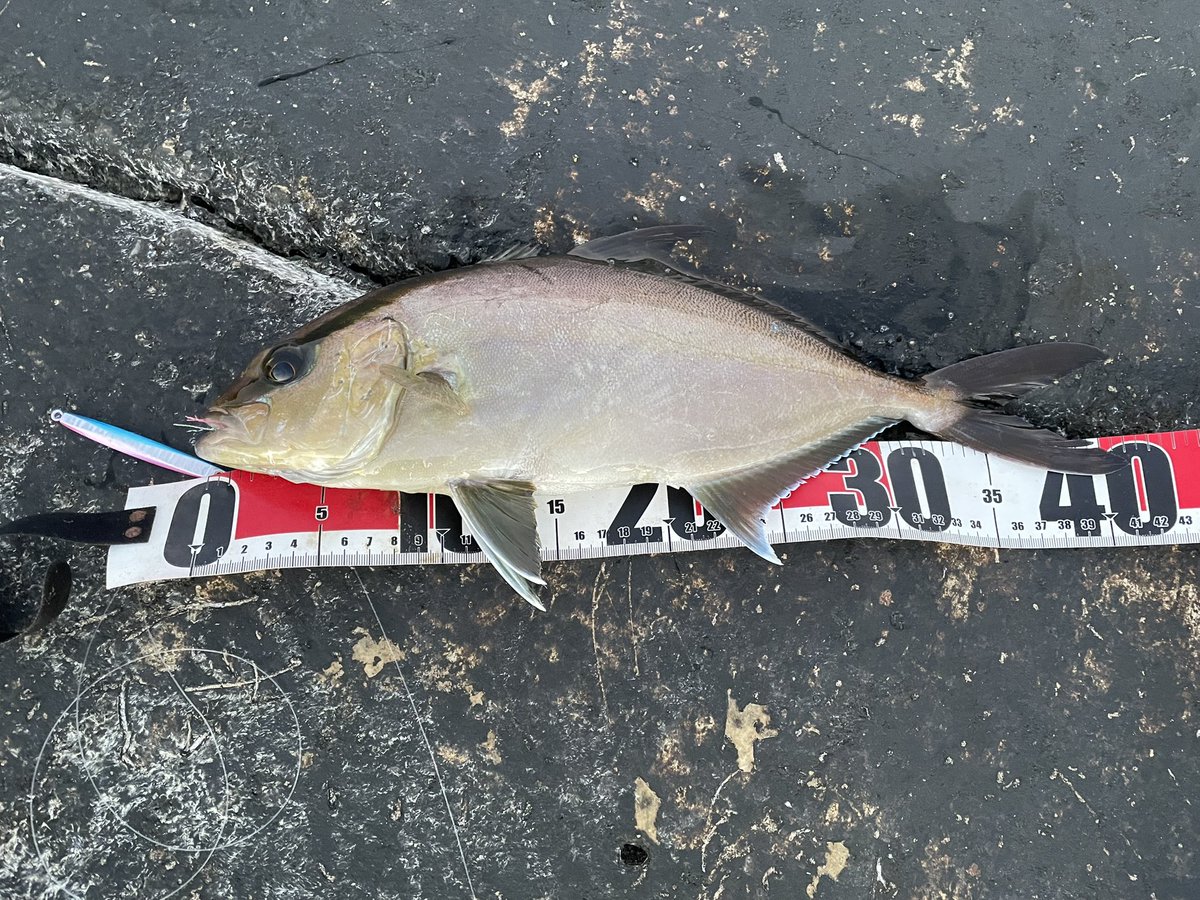 結局これが最初で最後の釣果だったました´д` ;