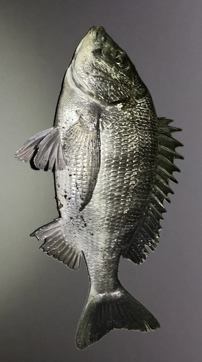 CraftTurkeys's tweet image. 東東釣り部featuringYM 5人でバチ抜け。

今日はわずかにしかバチ流れず、、、
みんな釣れなくてなかなか厳しい展開💦

YMさんだけがシーバスとバナナを釣り上げる中、
ずっとノーバイトの僕も最後にかろうじてfeel120で黒鯛でホゲ回避。

そしていつものラーメン。

#tailwalk
#ハイタイドSSD