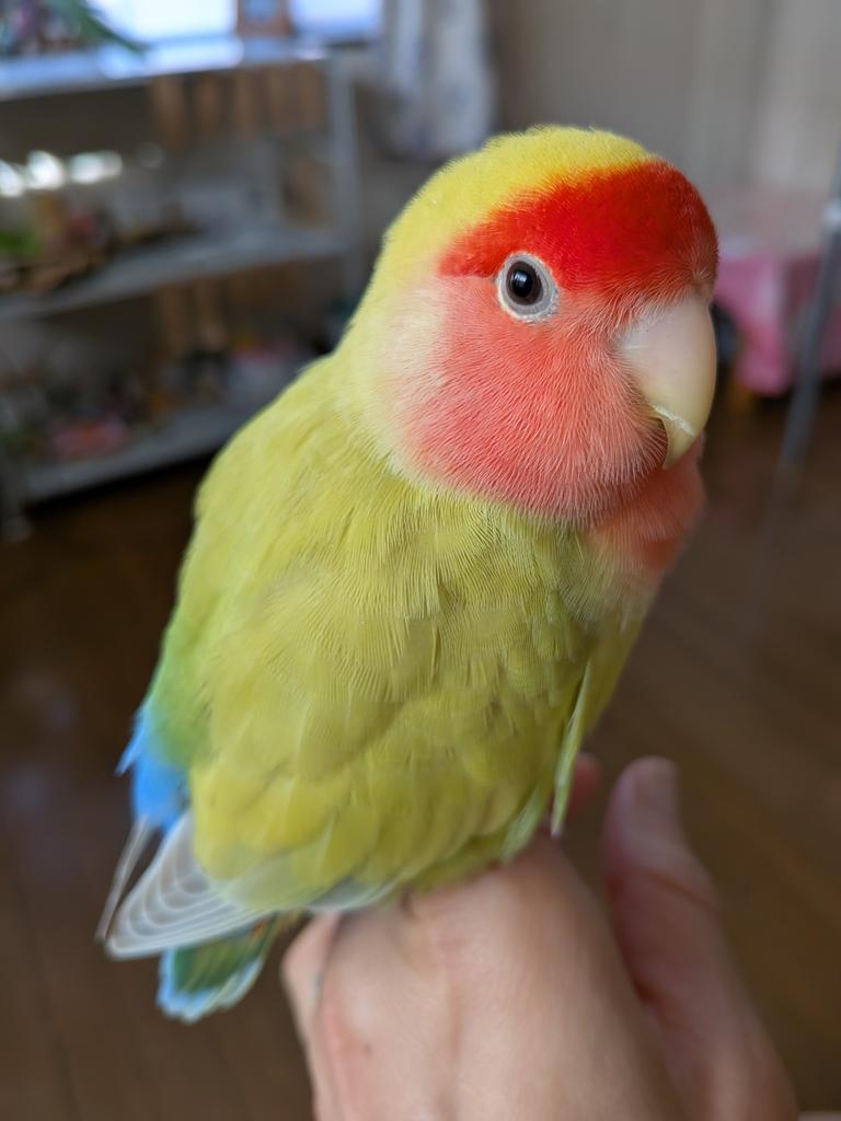 #鳥はあなたを見ています