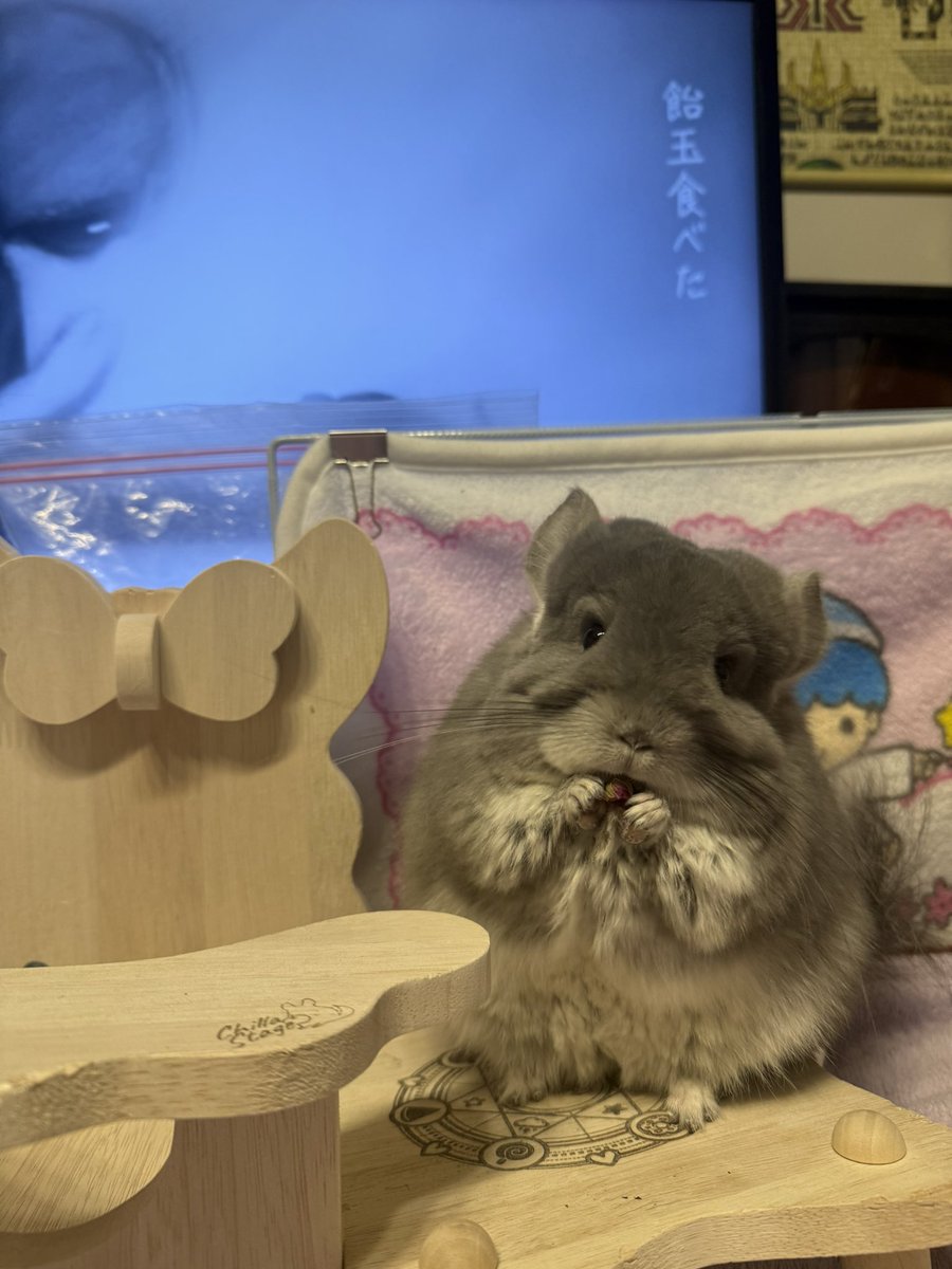 ふらんねるお嬢様🫖チンチラ (@flannel_1012) / Posts / X