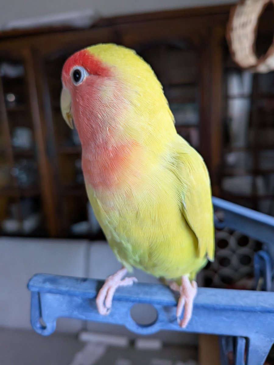 #鳥はあなたを見ていません