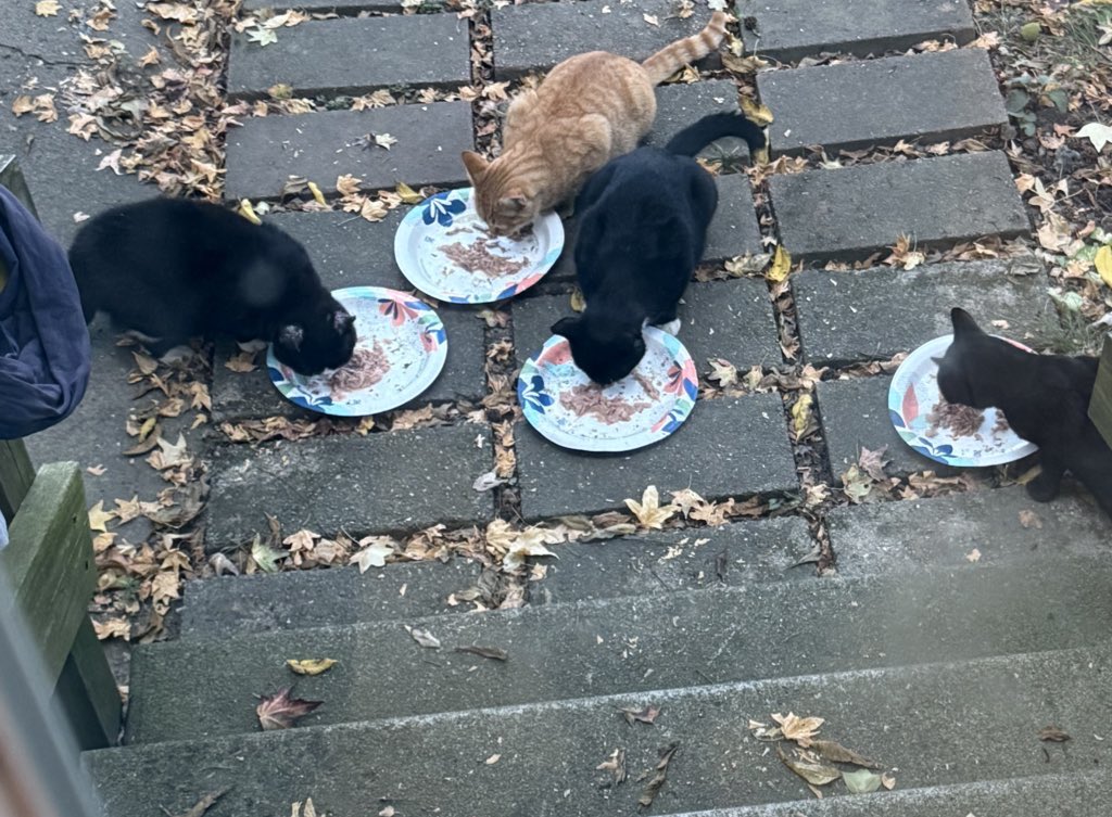 Girl you want a cat? Like I can get you a cat.