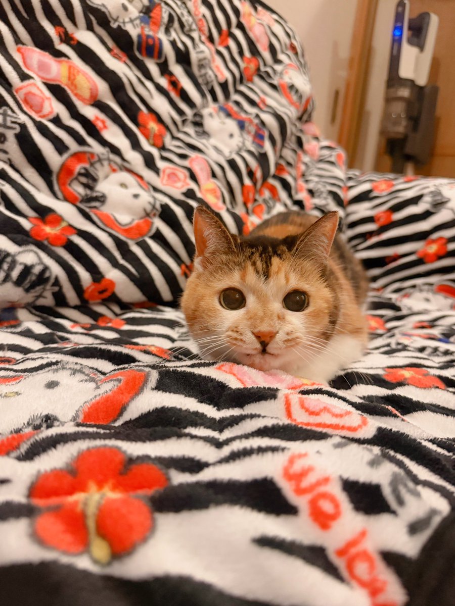 Post by あめちゃん🐱 on X: 🐱