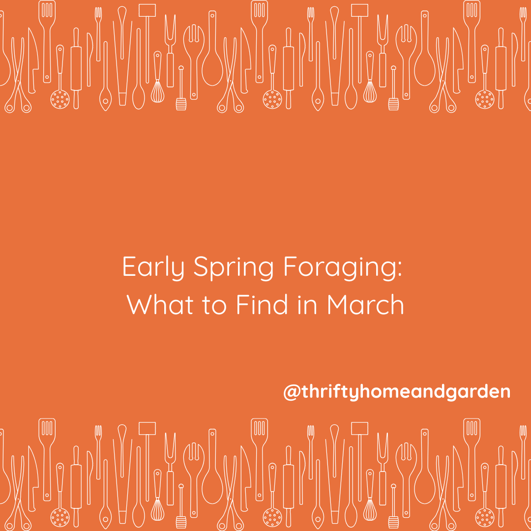 thriftyhomegrdn's tweet photo. Blog Post,
Early Spring Foraging,  What to find in March.
👉https://t.co/LhkGDFztk2
#march #foraging #marchforaging #springforaging #hedgerowfeast #feastfromthelland #freefood #naturalfood #loveforaging https://t.co/LdzcOLdRXL