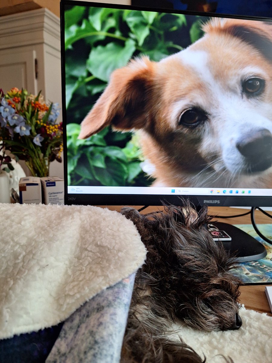 Vanochtend was ik naar Amstelveen voor de kennismaking met hond Ollie, die herplaatst moet worden, en zijn eigenaren. Wat een geweldige hond ❤️ Ollie is een Stabij(na). Binnenkort ter adoptie. 

Op de terugweg naar huiseen bakkie gedaan bij lieve <a href="/Marion_v_B/">Marion van Berkum</a> 

De honden zijn