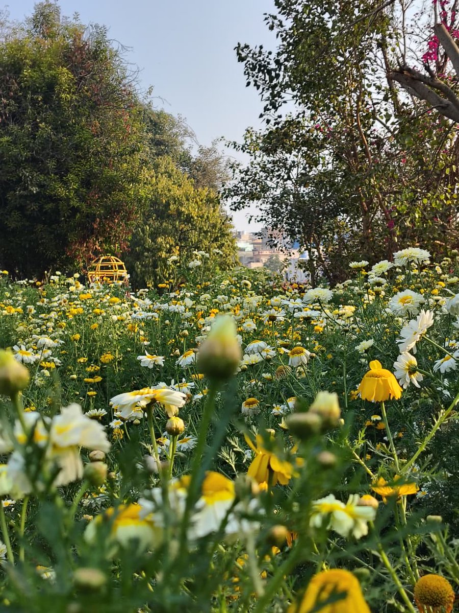 UMCudaipur's tweet photo. उदयपुर नगर निगम आयुक्त अभिषेक खन्ना के निर्देश पर शहर के छोटे पार्कों में नवाचार किया गया।अरावली वाटिका, गुरु गोबिंद सिंह पार्क व हेडगेवार पार्क में फुलवारी, वैज्ञानिक छंटाई,हरी-भरी घास और स्वच्छ पाथवे विकसित हुए।ये पार्क पर्यटकों का आकर्षण बनकर उदयपुर पर्यटन को बढ़ावा दे रहे है। https://t.co/XPcNXk1Z8g