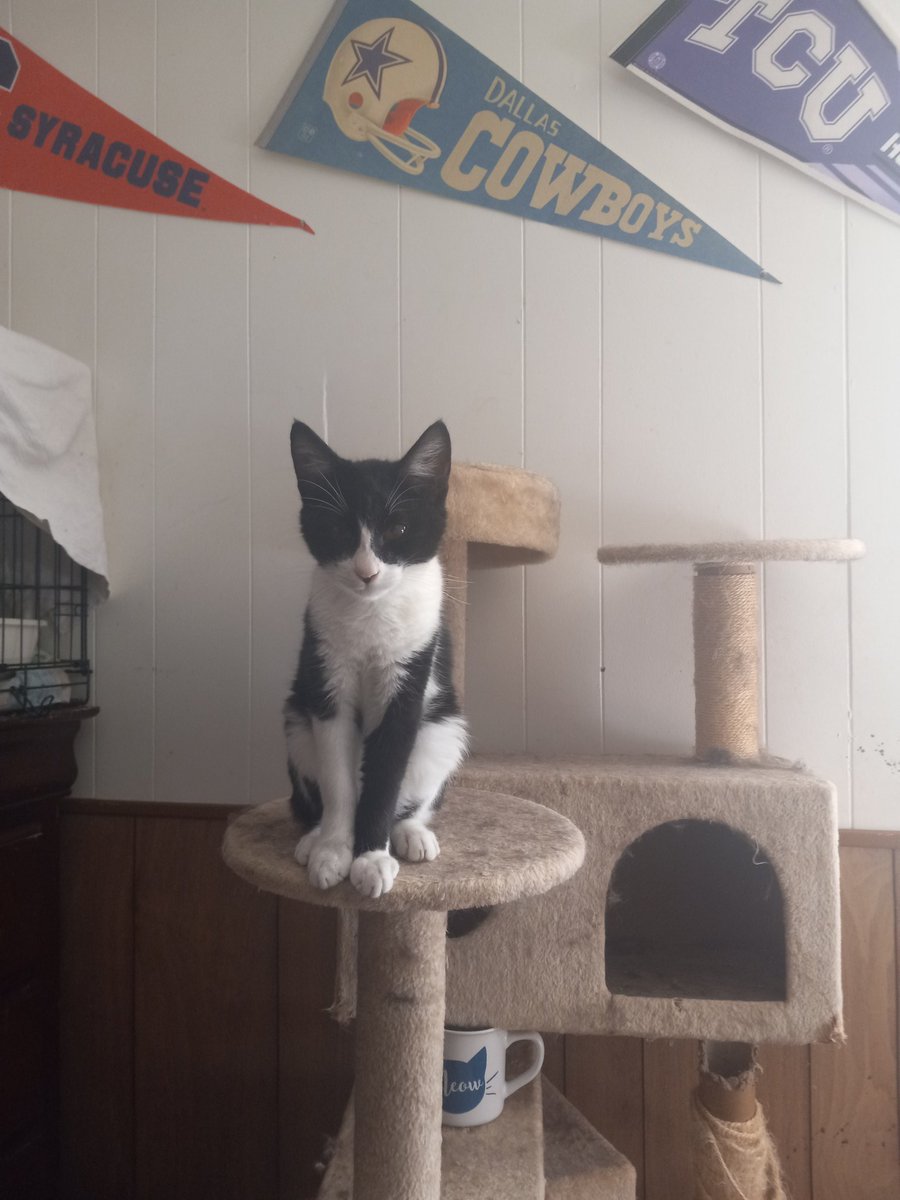 LValance44's tweet photo. @Rumblebunn99 I have a black and white his markings are the same as a police car so I named him #theFuzz 😛 https://t.co/6pfP0BwrY1