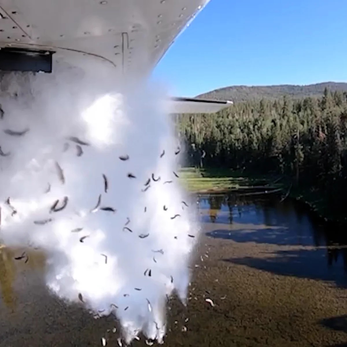 Pet store:
Uhooo 😭😭 you h- *sniffles* have to float your bag of *wimper* f-fish in the tank for h-h-half an hour before introducing the fish 🥺🥺🥺

Department of wildlife:
YEET