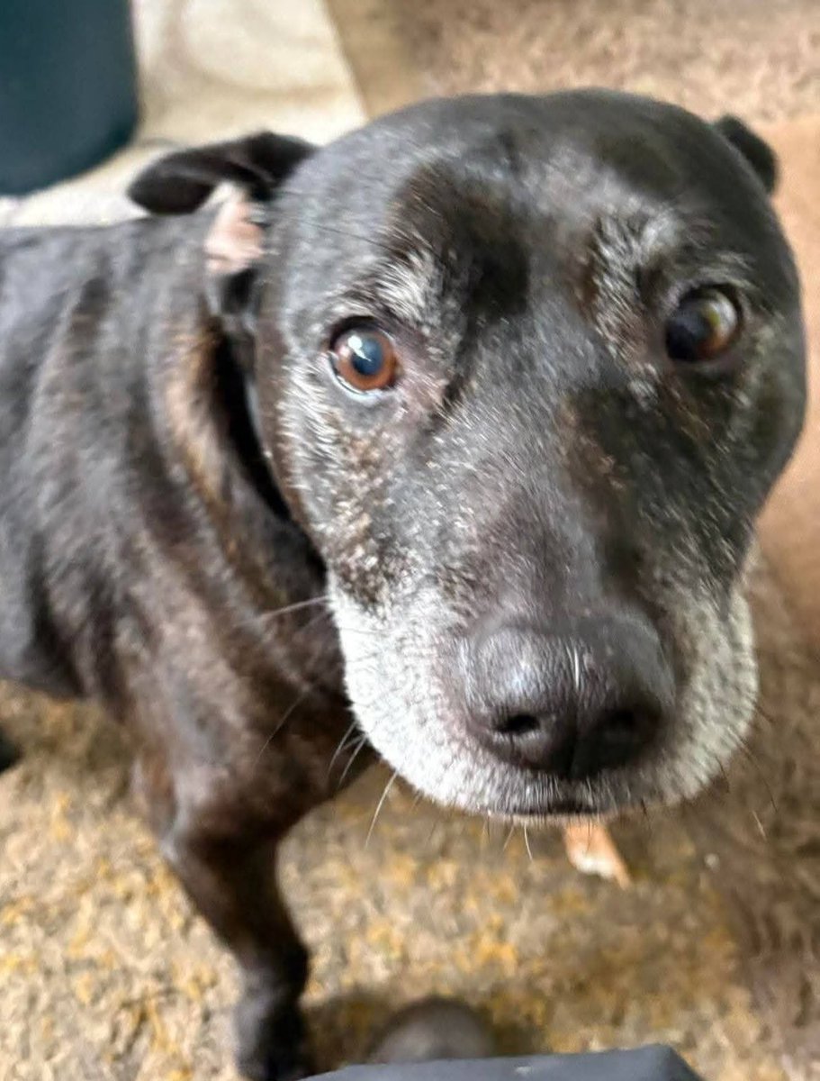Senior Staffy Club Dog Rescue tweet media