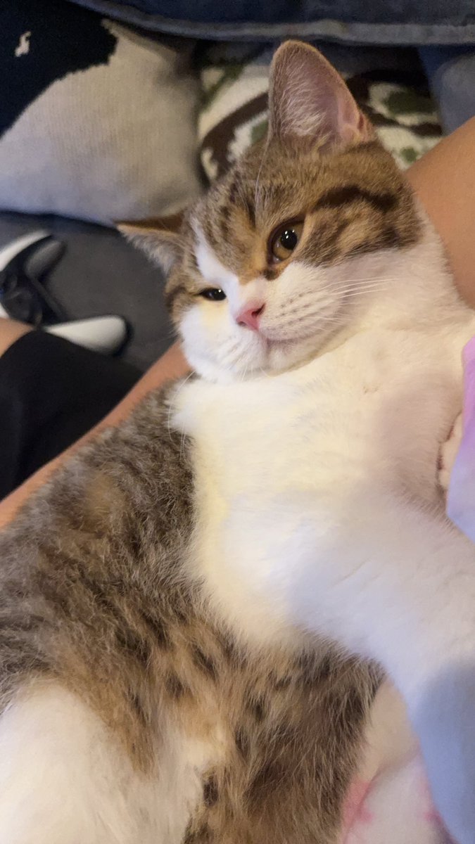 ₍⸍⸌̣ʷ̣̫⸍̣⸌₎✿˖𝑚𝑦𐙚meow˚⟡˖ ࣪ tweet media