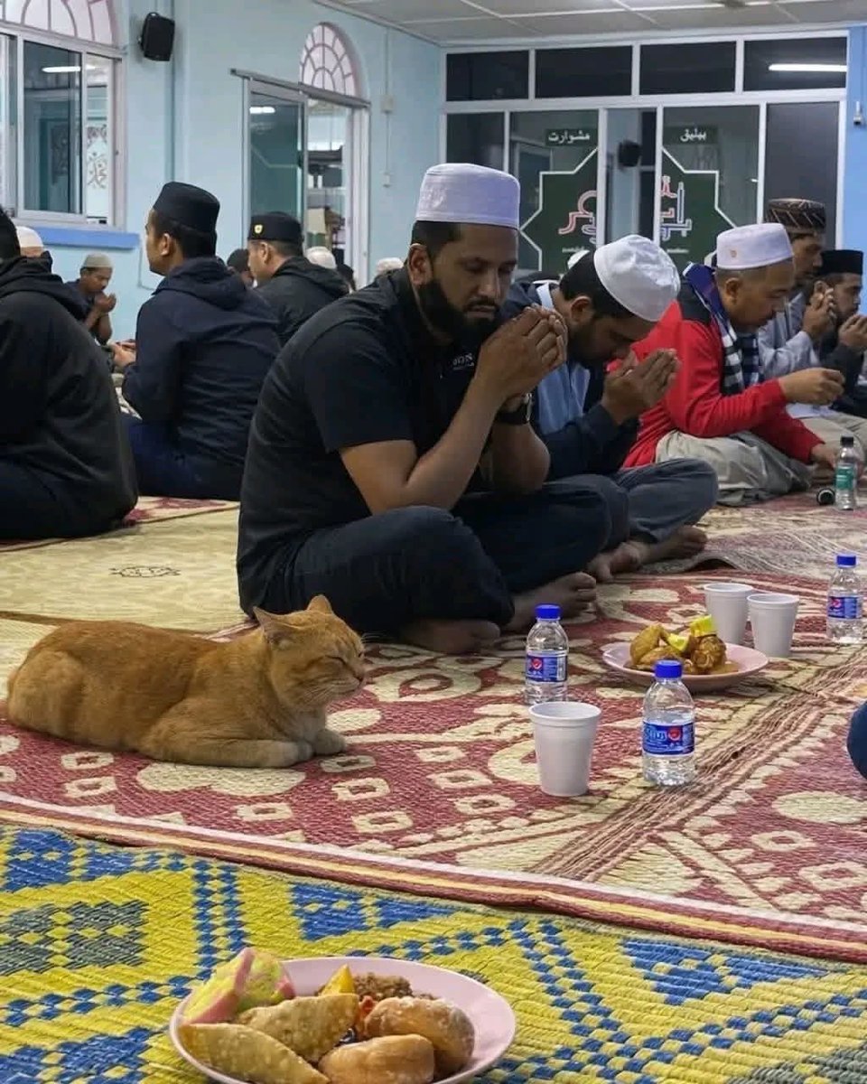 _mgmson's tweet photo. He’s pretending to be tired and fasting with them so they don’t kick him out. 😂
Lampard
Papaya Ex Man City https://t.co/JSwO26O2wo