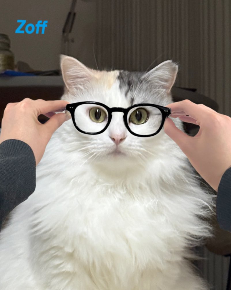 ねこのパワー (@pawa_cha) on Twitter photo 