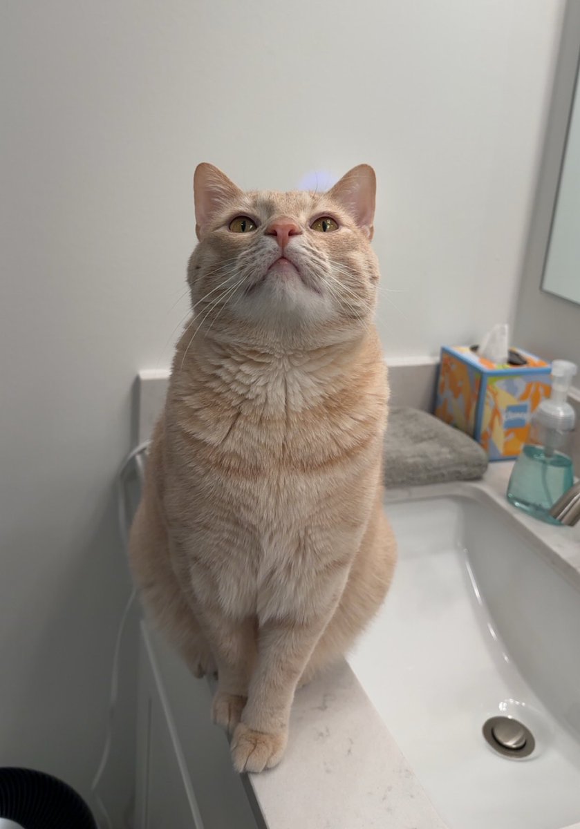 lovingly staring at mother while she brushes her teeth (I’m waiting to be fed like always 🫠)

#cats #CatsOfTwitter #CatsOfX #CatsLover #CatsOnTwitter #CatsOnX #Caturday
