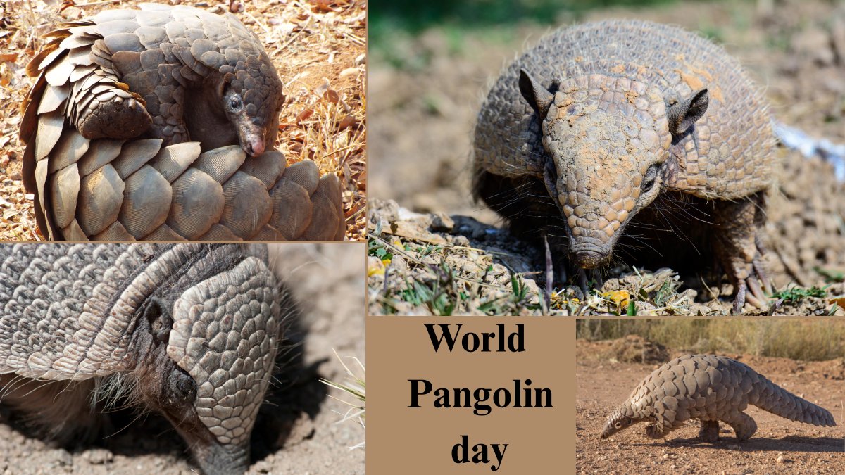 🐾🌍 Today we celebrate #WorldPangolinDay — honoring one of the most unique and vulnerable creatures on our planet.

🛡️ Pangolins are the world’s most trafficked mammals, facing severe threats from poaching and illegal wildlife trade. Urgent action is needed to prevent their
