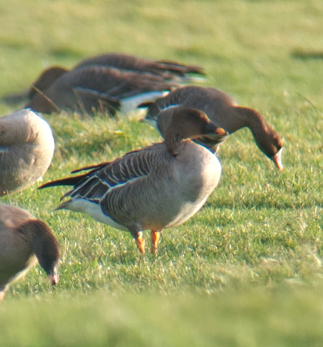 David dack tweet media