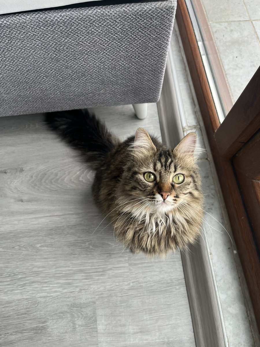 Tasmasıyla sokakta bulundu. Sokak kedisine benzemiyor çok bakımlı. Ya atıldı ya evden kaçtı. Birkaç gündür kardeşimin ayağına takılıp eve girmeye çalıştığı için geçici olarak almak zorunda kaldık.Bu güzel kıza yuva arıyoruz.6-7 aylık civarında,dişi ve çok güzel.Paylaşır mısınız