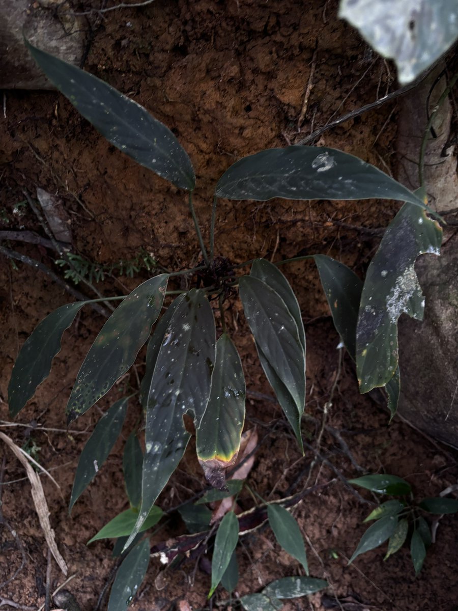 トイ吉園芸@4/10〜12 オキボタスプリング tweet media