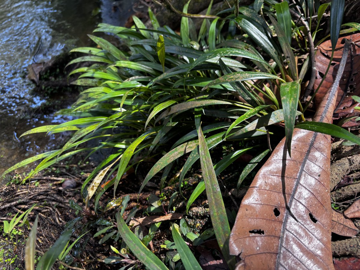 トイ吉園芸@4/10〜12 オキボタスプリング tweet media