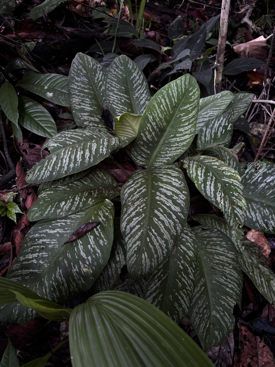 トイ吉園芸@4/10〜12 オキボタスプリング tweet media