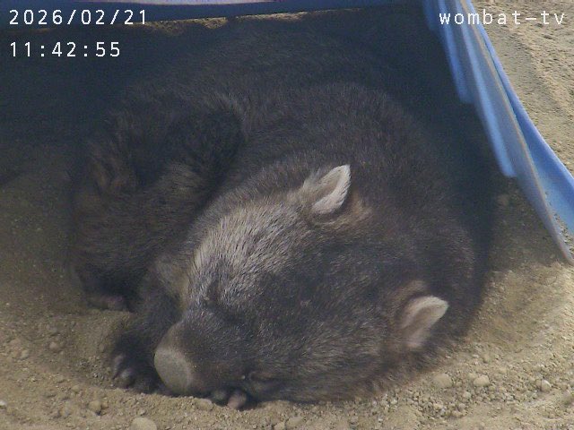 お昼寝します〜。
#ウォンバット　#五月山動物園