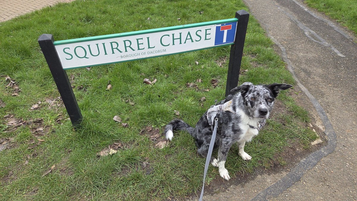 Scruffy Border Collie tweet media