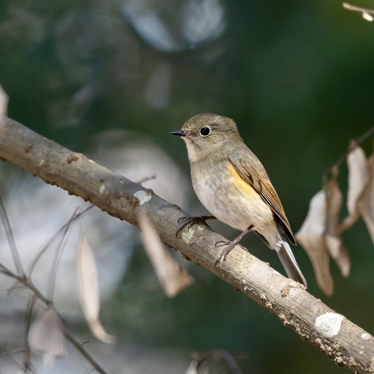 森の中を歩いていると、ぴょんと出てきてくれたのは、前回来た時ジョビ子さんとバチバチしてたルリ子さん。#ルリビタキ #野鳥