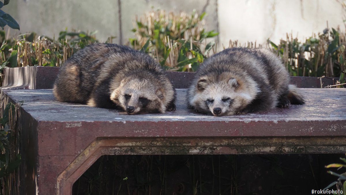 すよすよタヌキブラザーズ（甥と叔父） #東山動植物園 #タヌキの里
