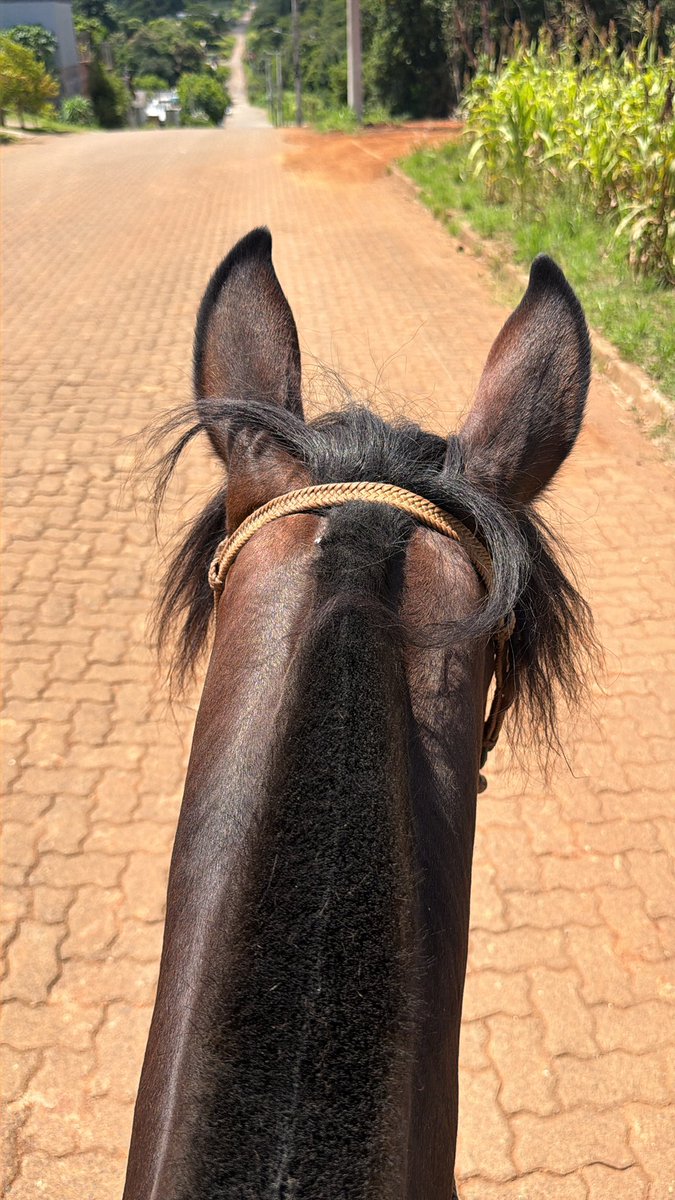 Giovani Grizotti tweet media